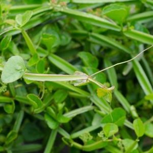 Pirandai: 10 Potential Health Benefits of This Traditional Medicinal Herb