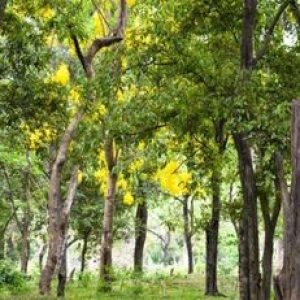 18 ஆண்டுகளில் ஒரு மரம் ₹1 லட்சம்! சந்தன மர சாகுபடி!!!