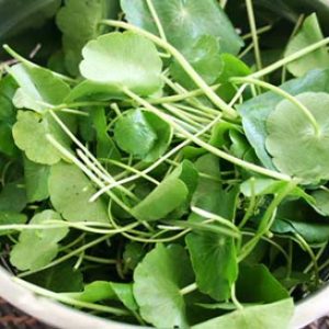 Why Vallarai Keerai Is Considered a Powerful Brain-Boosting Herb