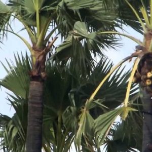 எளிதில் பனைமரம் ஏறுவதற்கு உதவும் கருவியை கண்டுபிடிக்கும் நபருக்கு ரூ.1 லட்சம் பரிசு!