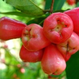 Why Rose Apples Are Becoming a Popular Healthy Fruit Choice